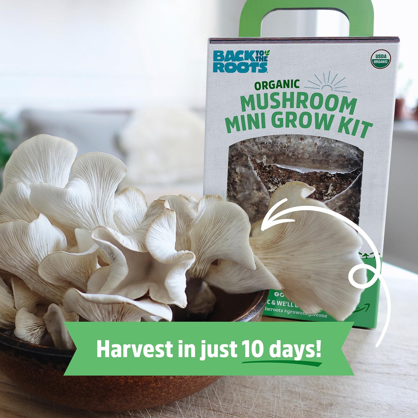 Organic Mini Mushroom Grow Kit, Harvest Gourmet Oyster Mushrooms In 10 days, Top Gardening Gift, Holiday Gift, & Unique Gift