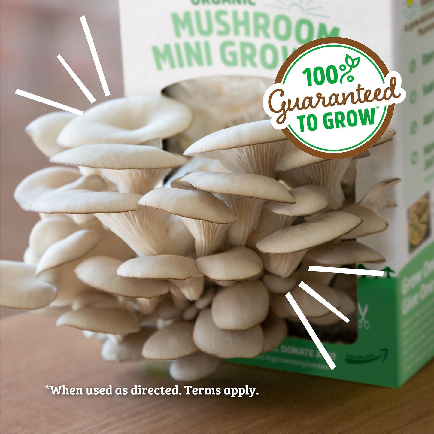 Organic Mini Mushroom Grow Kit, Harvest Gourmet Oyster Mushrooms In 10 days, Top Gardening Gift, Holiday Gift, & Unique Gift